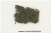 藏品(羊角苔)的圖片